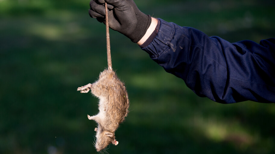 ▷ Exterminador de Ratas Precio | Fumigacion de roedores