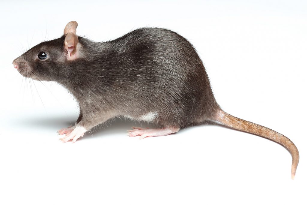 ▷ de Ratas Precio | de ratones, roedores
