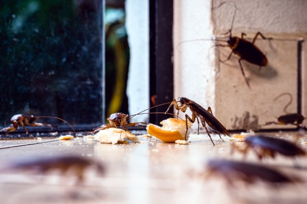 señales de infesta de cucarachas