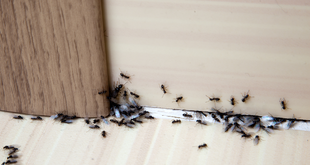 importancia de fumigar periodicamente una casa